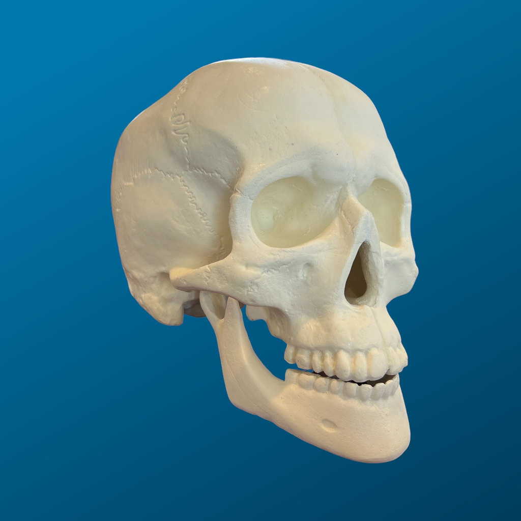 Craneo con mandibula