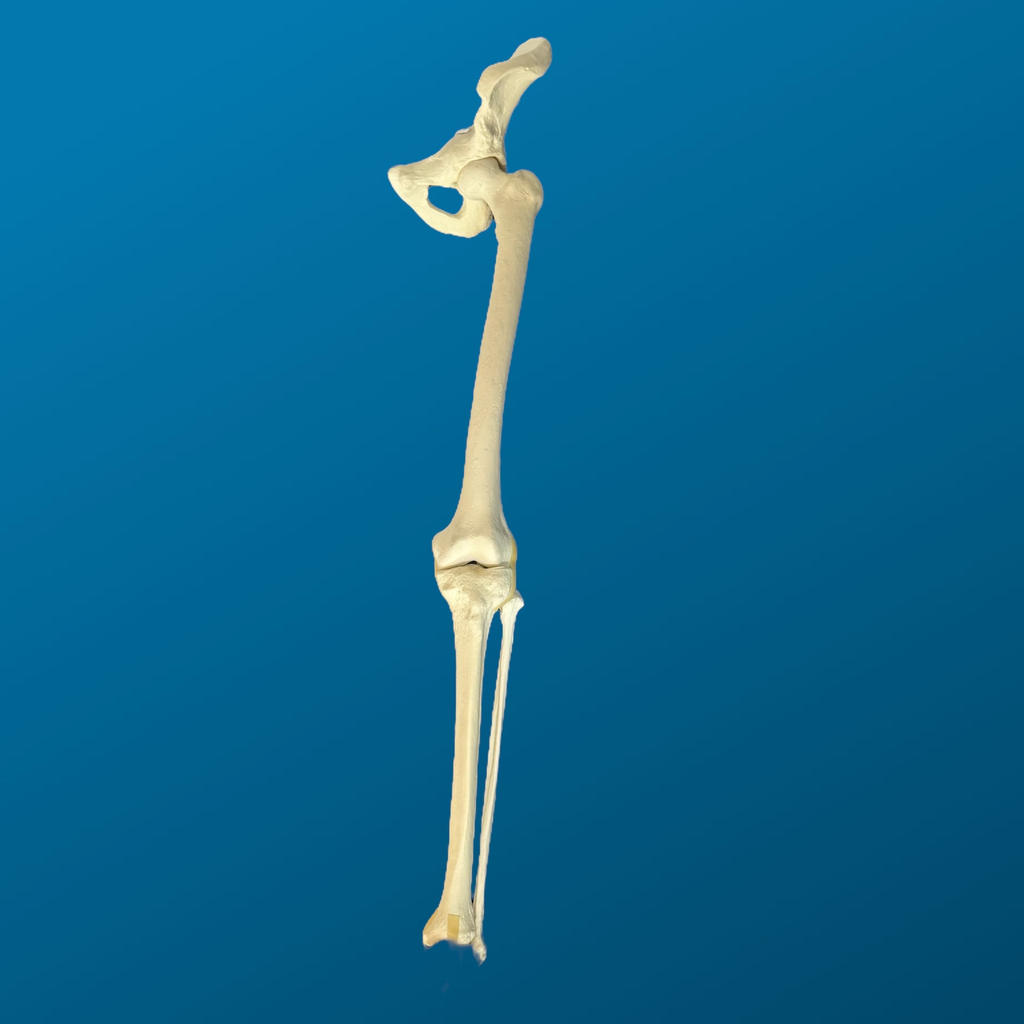 Hemipelvis con Femur y Tibia articulados