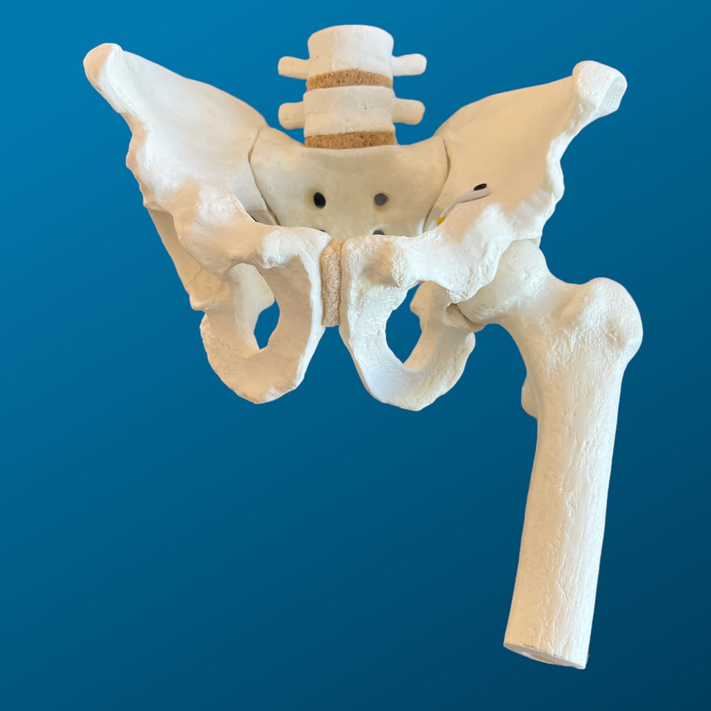 Pelvis completa con lumbares y femur articulado