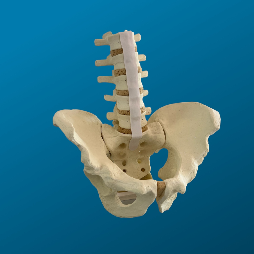 Pelvis completa con lumbares