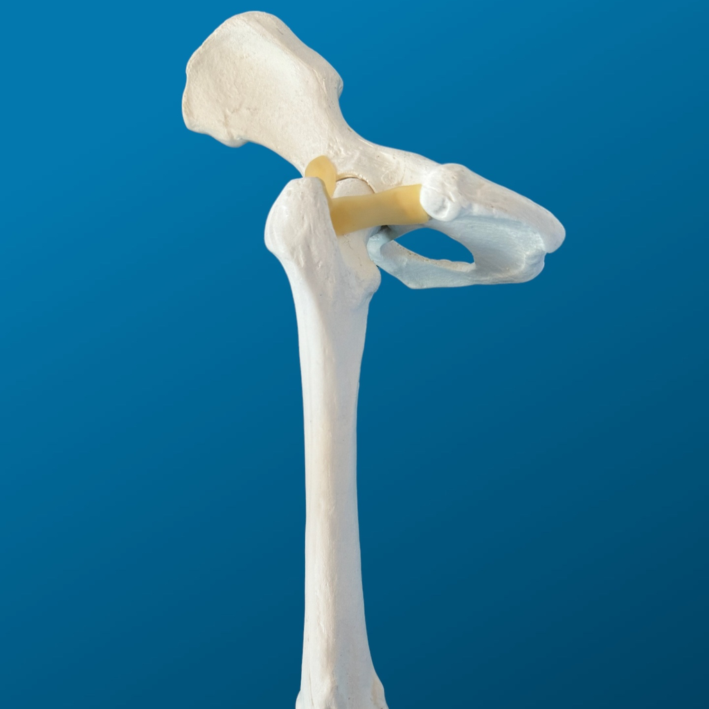 HEMIPELVIS CON FÉMUR, CANINO, ESPUMA SOLIDA