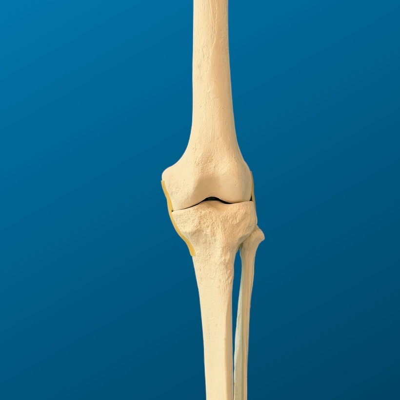 Rodilla con peroné y ligamentos de tubo elástico, longitud completa, con esponjoso y canal, izquierdo