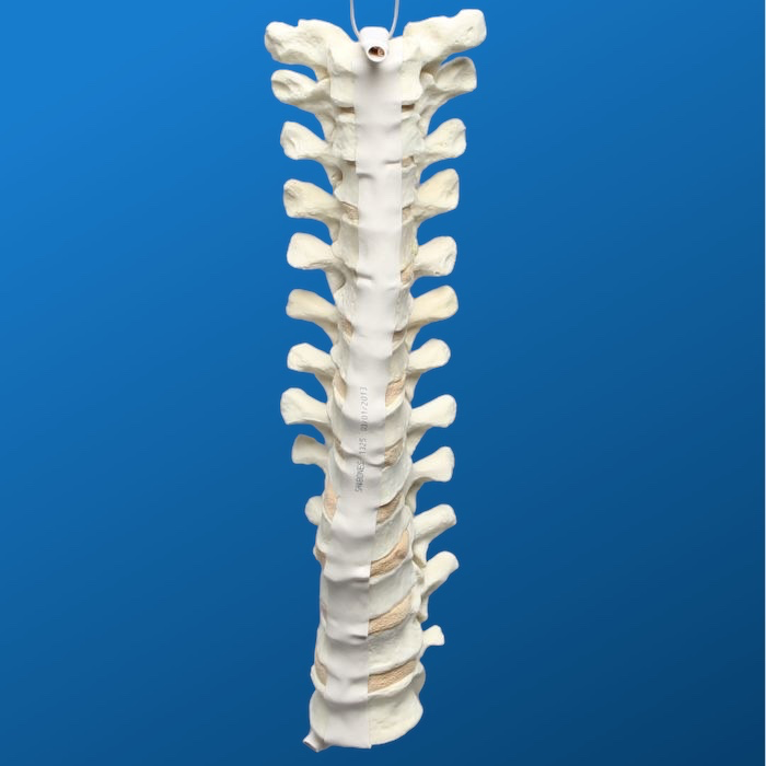 Torácicas T1 a T12
