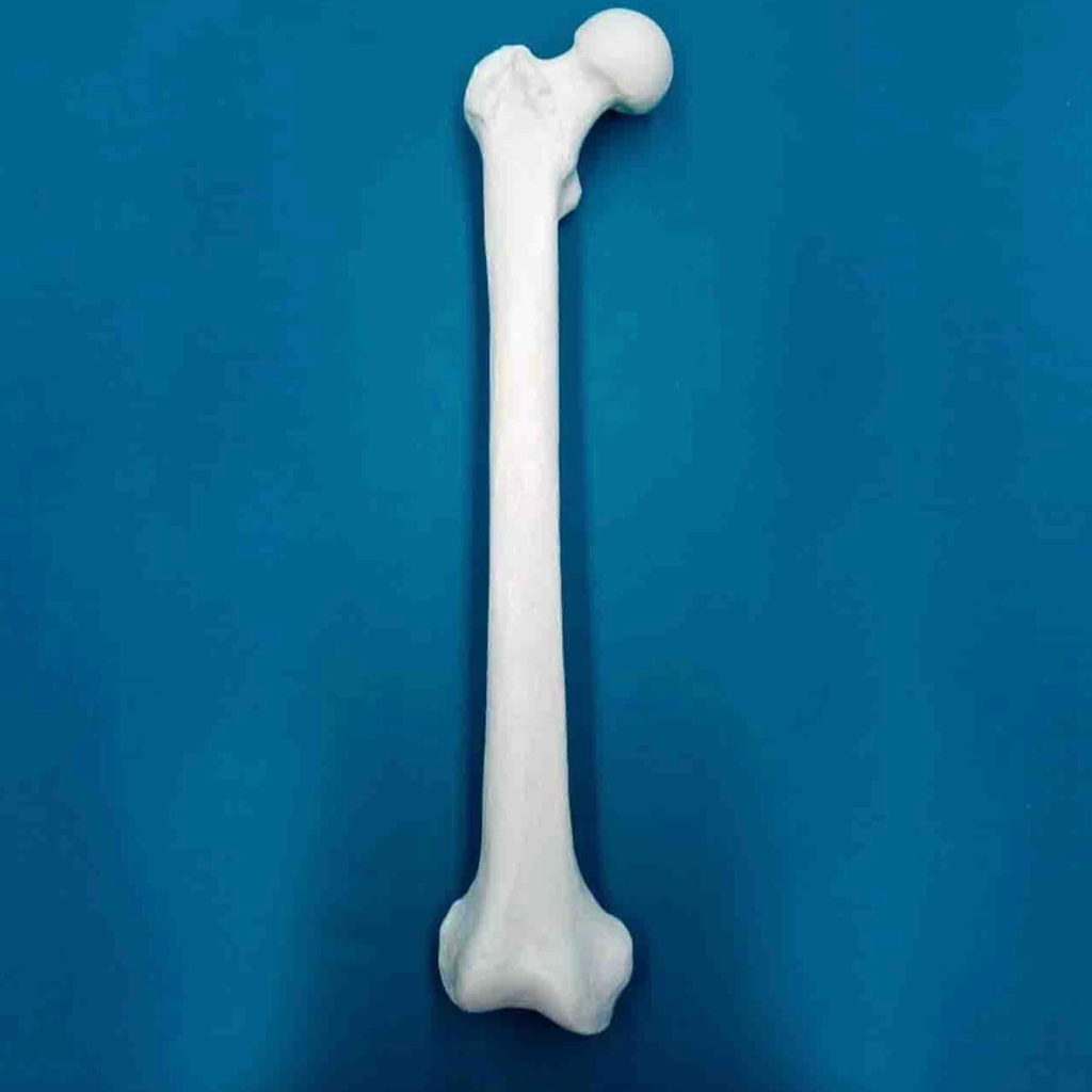 Fémur con una longitud total de 47 cm, con esponjoso y canal, derecho