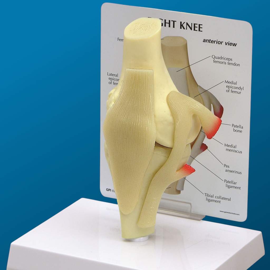 Rodilla Básica