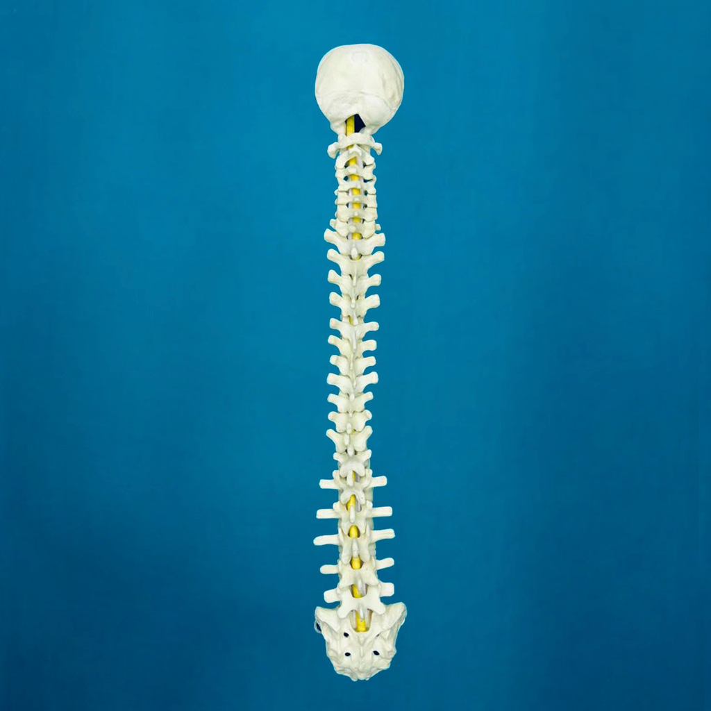 Columna c/occipital
