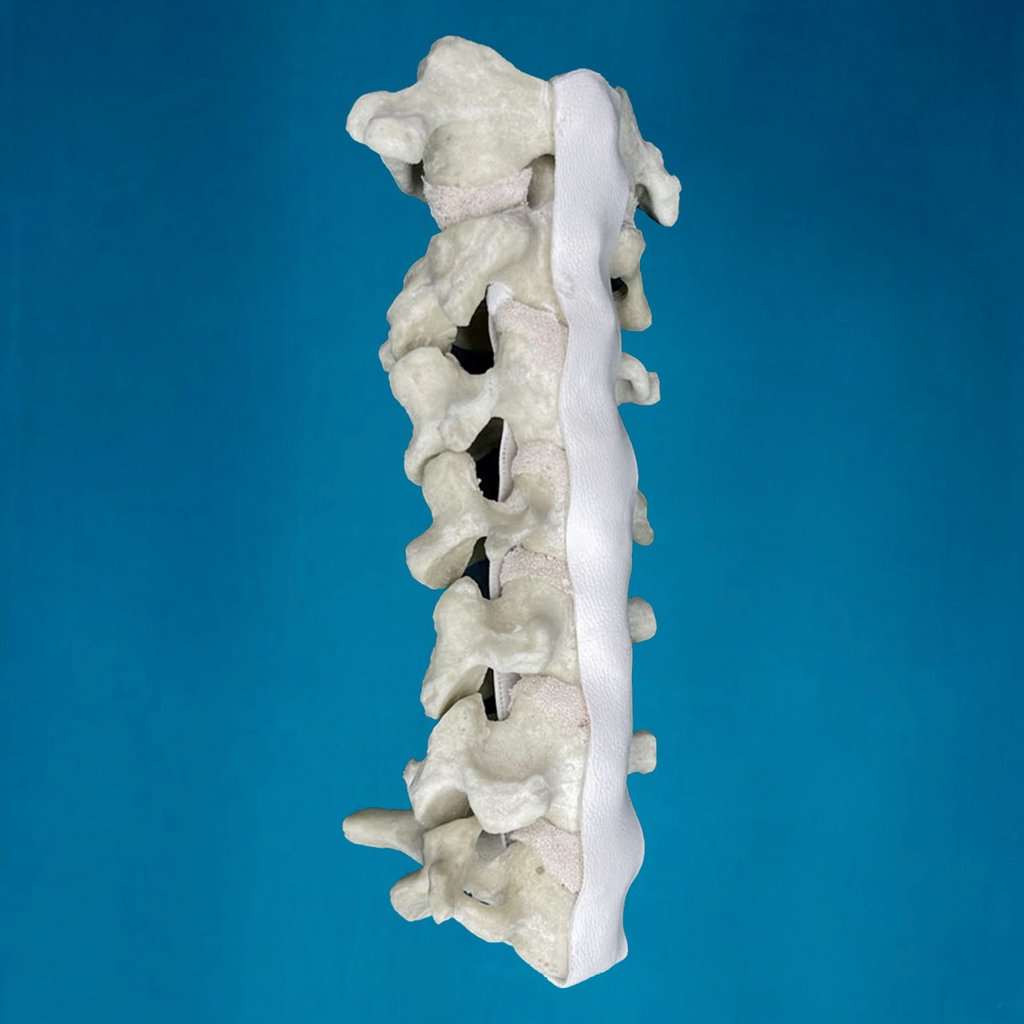 Cervical C1 a C7