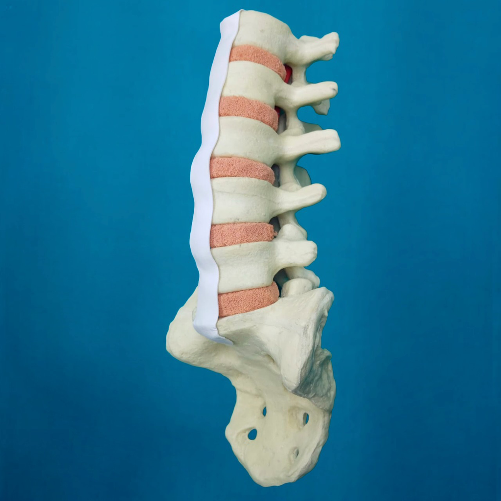 Lumbar L1 a Sacro