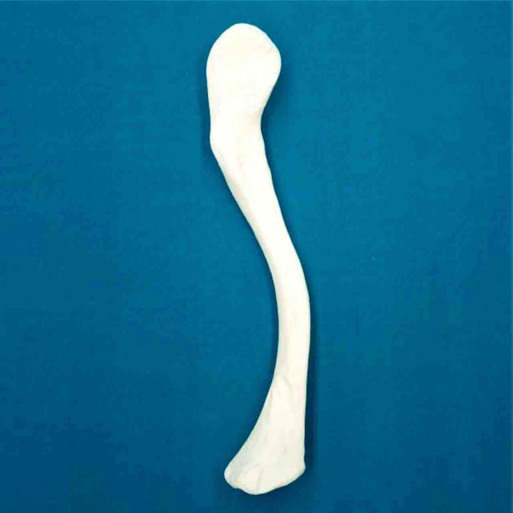 Clavícula con una longitud total de 16 cm, izquierda