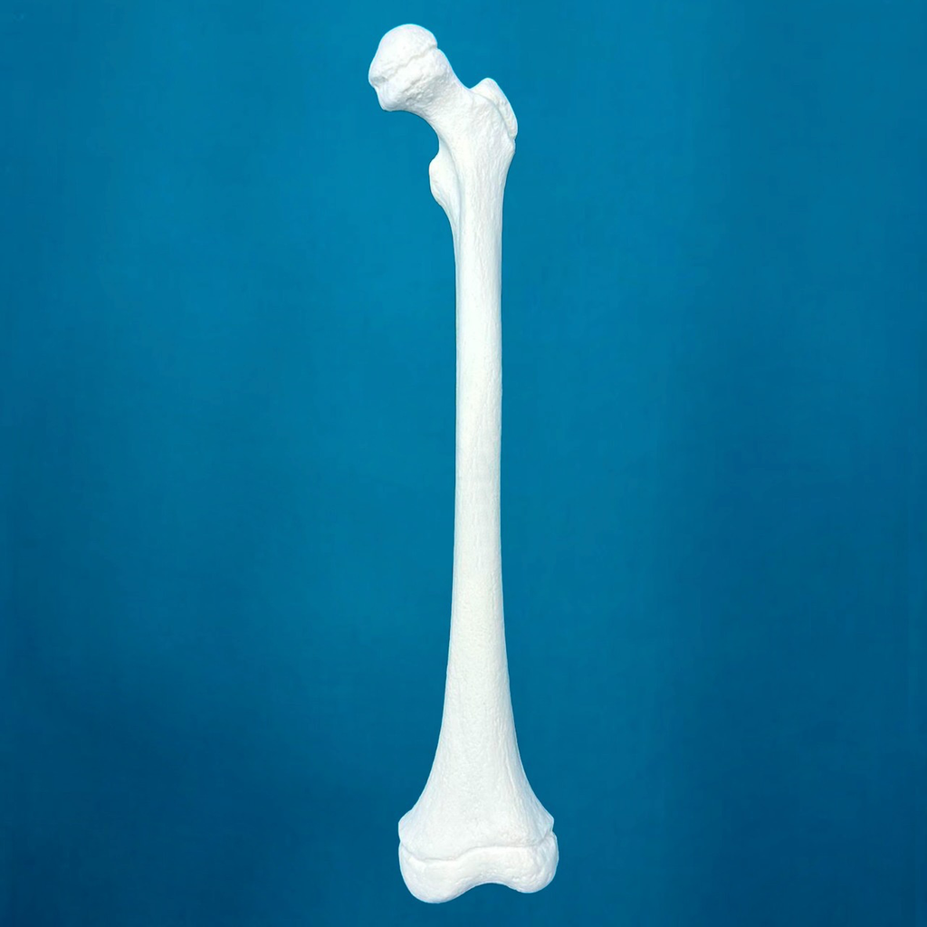 Fémur pediátrico con una longitud total de 30 cm izquierdo
