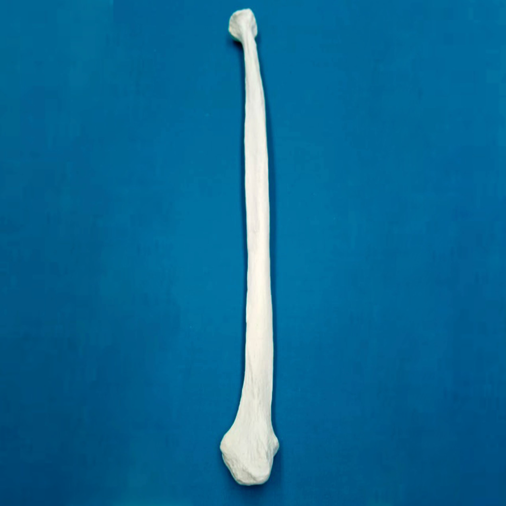 Peroné con una longitud total de 42 cm, sin canal, izquierdo