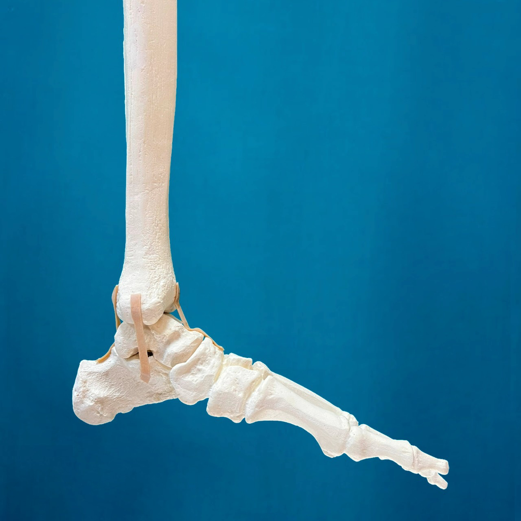 Tobillo, pie completo con tibia y peroné, izquierdo