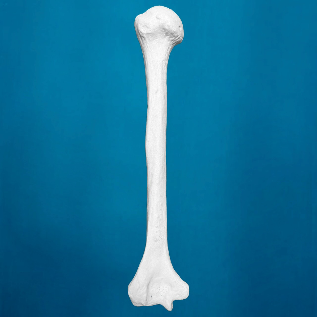 Humero con una longitud total de 36 cm, con esponjoso y canal, izquierdo