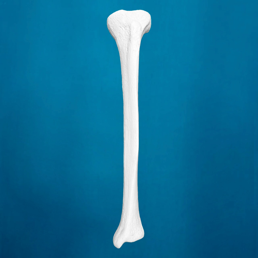Tibia con una longitud total de 38 cm, mediana, con esponjoso y canal, izquierda 