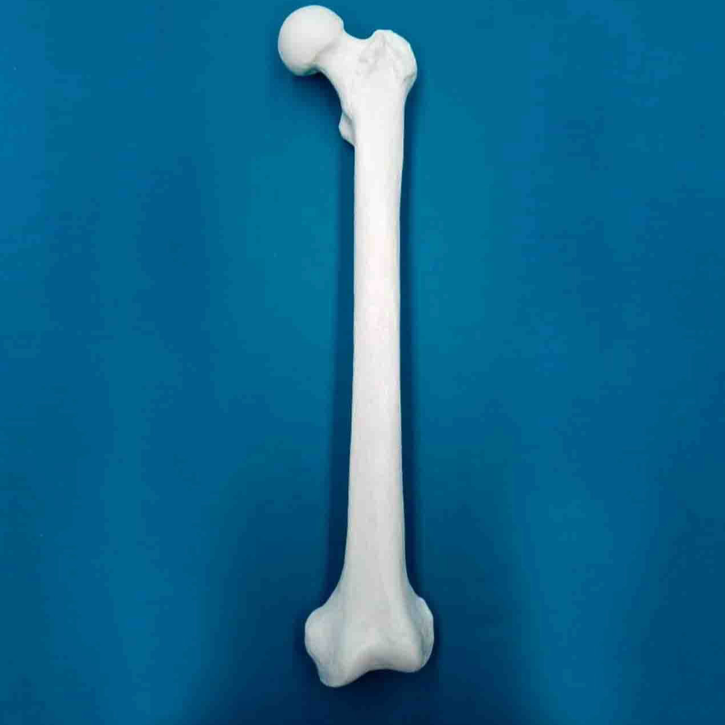 Fémur con una longitud total de 47 cm, con esponjoso y canal, izquierdo