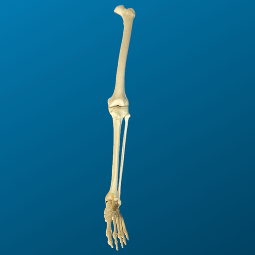 [1156] Pierna completa. Femur y tibia con canal y esponjoso, peroné y pie completo