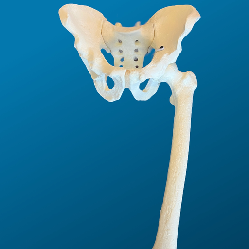 [1120] Pelvis completa con fémur articulado