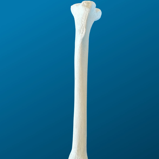 [1702] TIBIA, CANINO, ESPUMA SOLIDA, IZQUIERDA