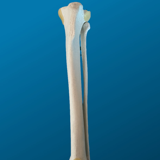 [1753] TIBIA Y PERONÉ, CANINO, ESPUMA SOLIDA
