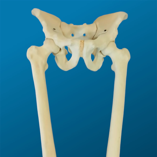 [1160] Pelvis completa con ambos fémur articulados