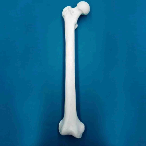 [1225] Fémur con una longitud total de 47 cm, con esponjoso y canal, derecho