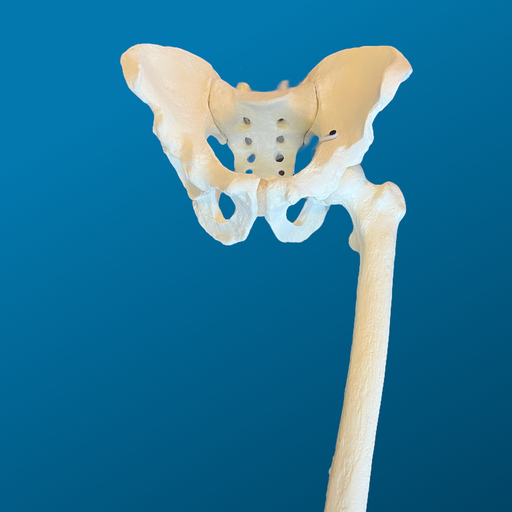 [1131] Pelvis completa con pierna completa