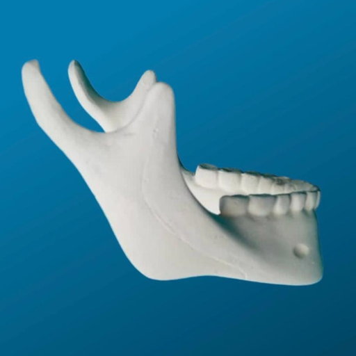 [1003] Mandíbula con dientes