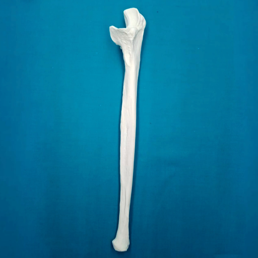 [1104] Cubito con una longitud total de 27.5 cm, con canal, izquierdo