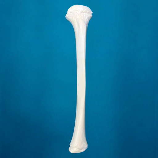 [1107] Tibia pediátrica, izquierda