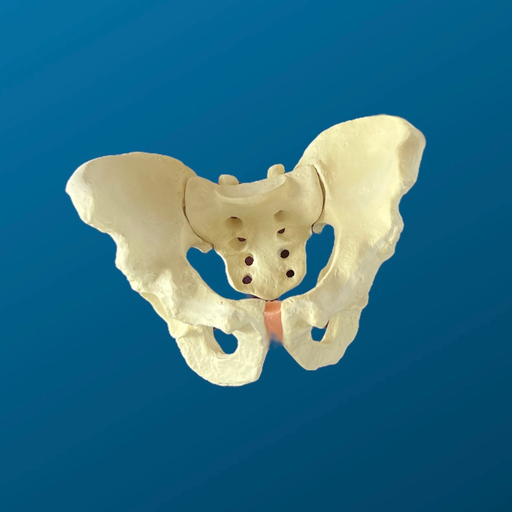 [1112] Pelvis completa con articulaciones SI (Sacro iliacas) rígidas y acetábulo de 57 mm