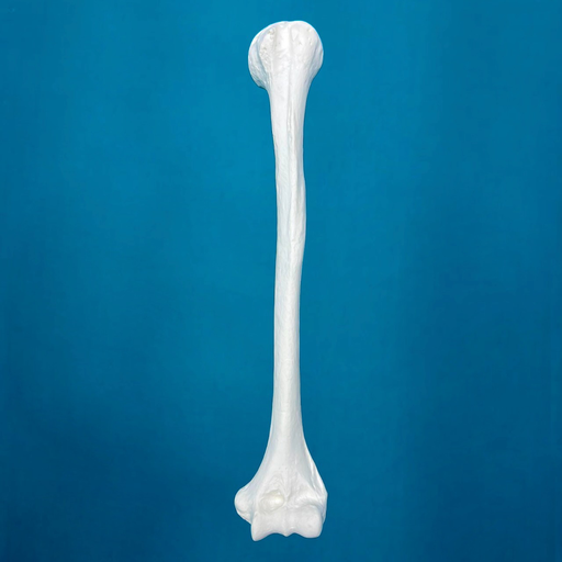 [1204] Humero pediátrico con una longitud total de 26 cm, izquierdo
