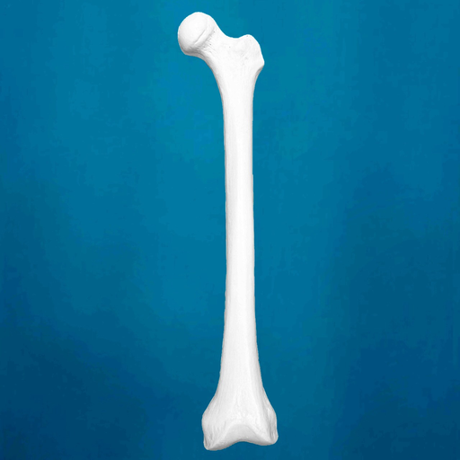 [1217] Fémur con una longitud total de 42 cm, mediano, con esponjoso y canal, izquierdo 