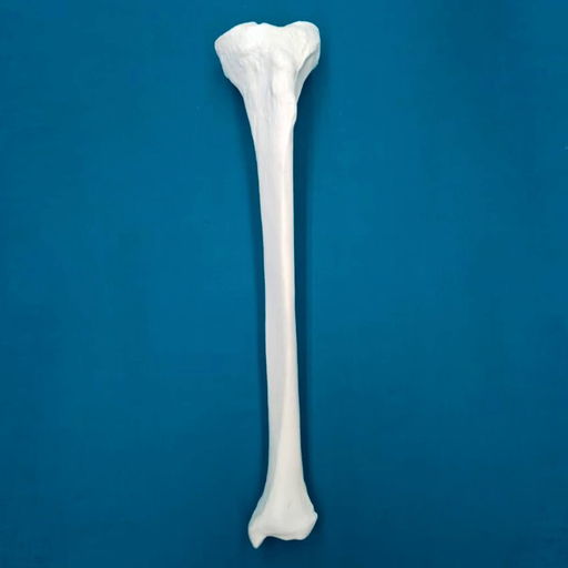 [1222] Tibia con una longitud total de 42 cm, con esponjoso y canal, izquierdo