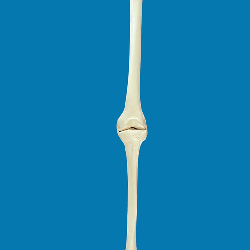 [1234] Rodilla con ligamentos de tubo elástico, longitud completa, con esponjoso y canal, izquierdo