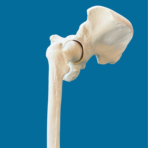 [1155] Hemipelvis con femur completo.