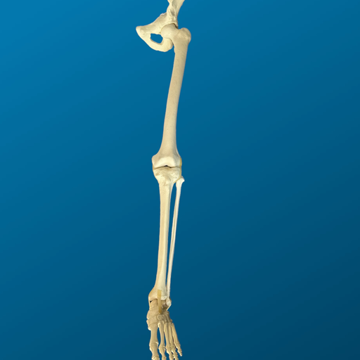 [1154] Hemipelvis, rodilla y tobillo articulados.
