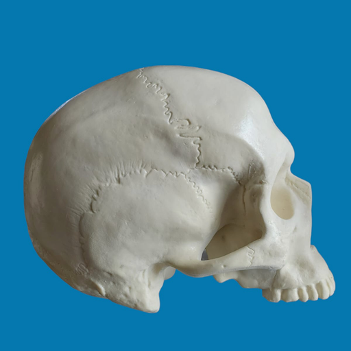 [1001] Craneo sin mandibula